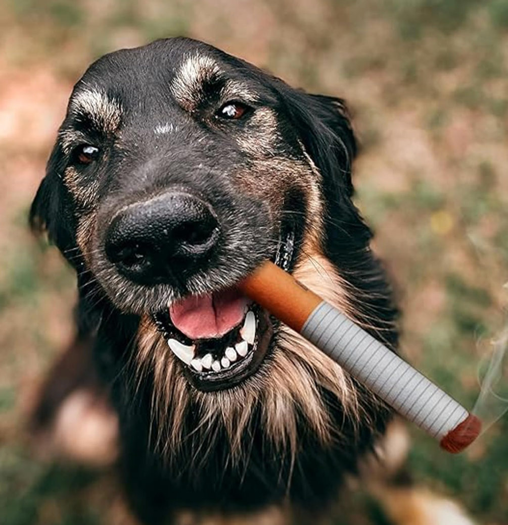 PAWELT Kauspielzeug für deinen Hund