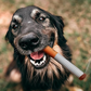 PAWELT Kauspielzeug für deinen Hund